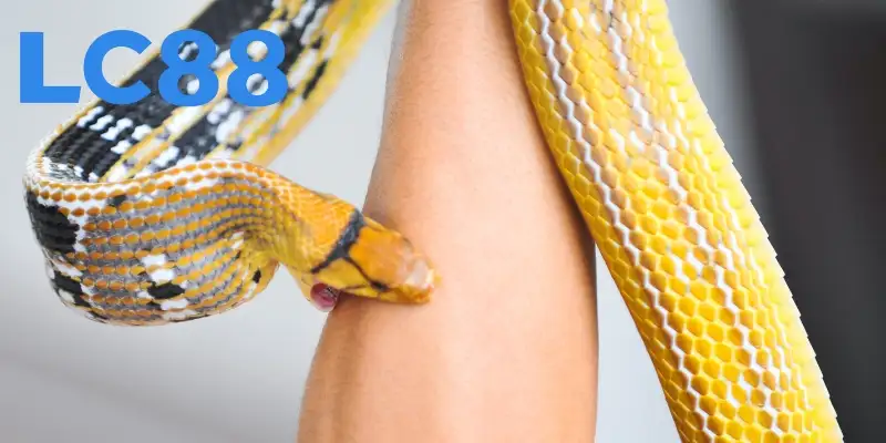 Mộng thấy bị rắn cắn ẩn chứa thông điệp khác nhau